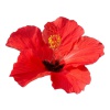 Цветы гибискуса (суданская роза)